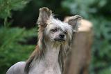 CHIEN NU CHINOIS 216